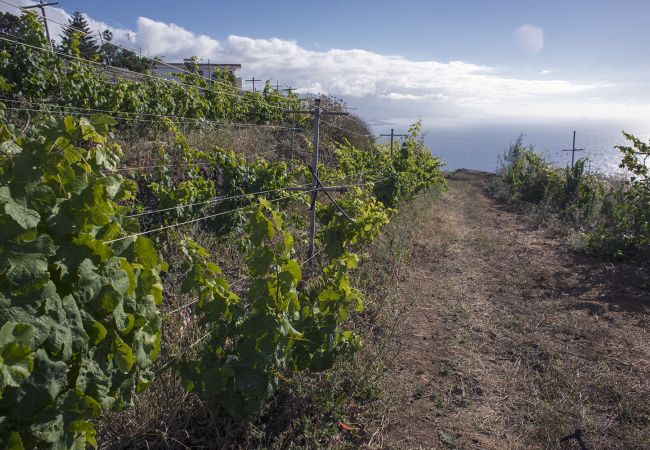 Apartamento en La Matanza de Acentejo - Apartamento en Tenerife jardín privado Apartamento en La Matanza de Acentejo - Apartamento en Tenerife jardín privado