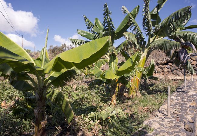 Apartamento en La Matanza de Acentejo - Apartamento en Tenerife jardín privado Apartamento en La Matanza de Acentejo - Apartamento en Tenerife jardín privado