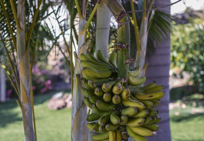 Apartamento en La Matanza de Acentejo - Apartamento en Tenerife jardín privado Apartamento en La Matanza de Acentejo - Apartamento en Tenerife jardín privado