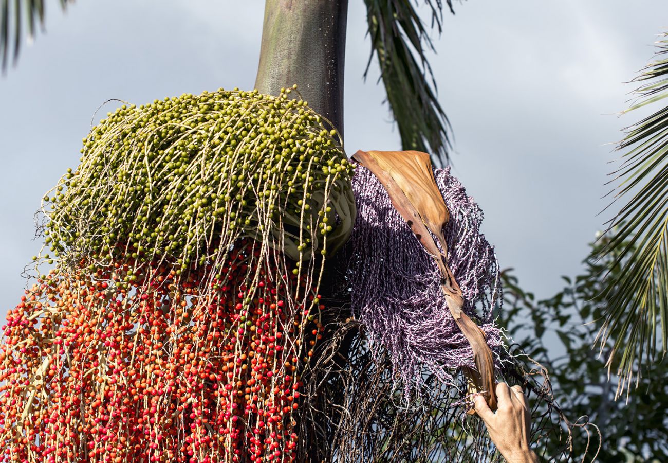 Apartamento en La Matanza de Acentejo - Apartamento vista lateral mar y montaña Apartamento en La Matanza de Acentejo - Apartamento vista lateral mar y montaña
