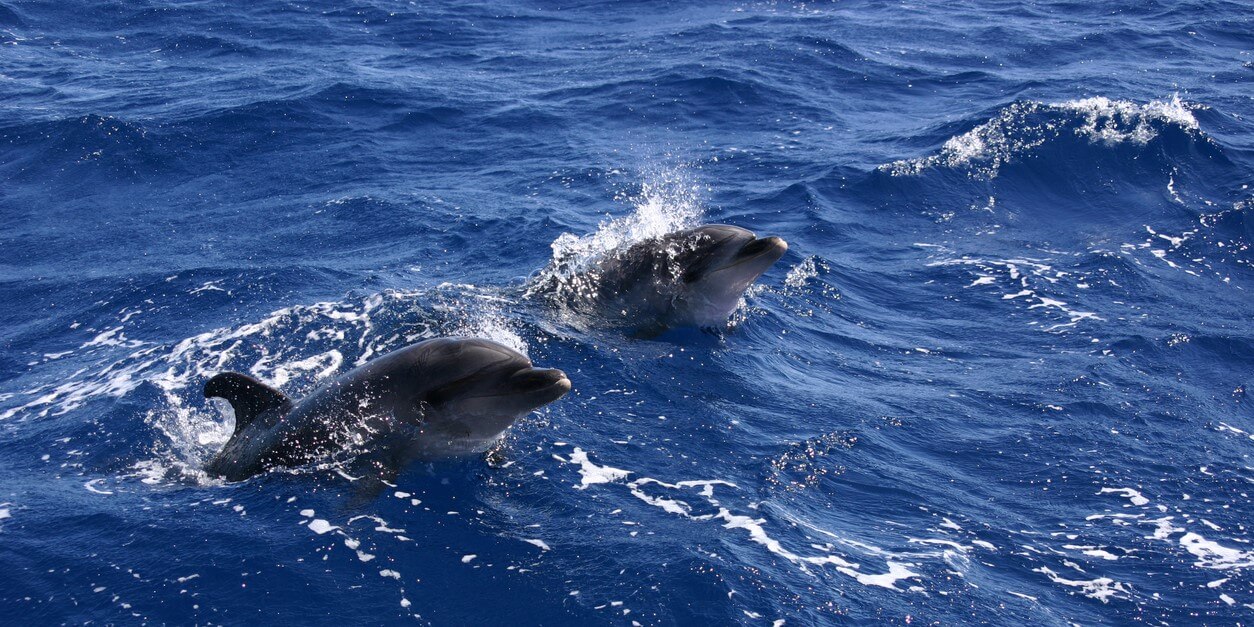 donde hay delfines en tenerife