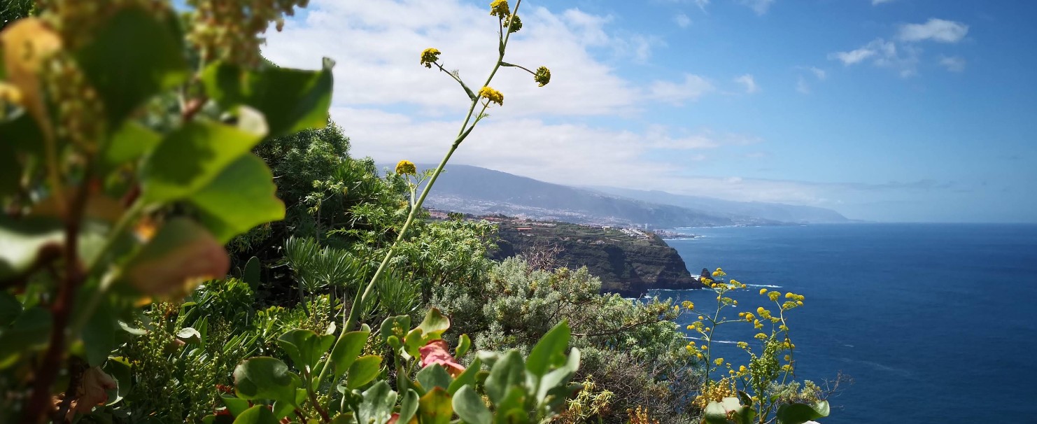 Tenerife Sendero El Jagre