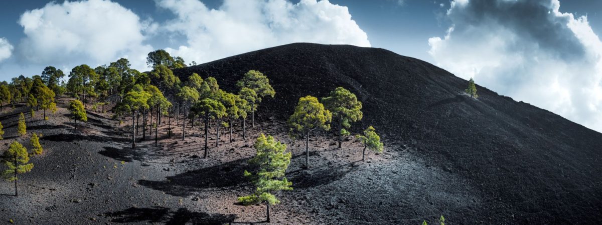 Green Pine Trees growing on Black Lava Field spot lit from the natural sunlight through dramatic cloudscape. Drone View stitched XXXL Panorama from 4 Separate Shots. Surreal Looking Scenic Volcanic Landscape illuminated from Natural Light. Canary Islands, Spain, Western African Islands.