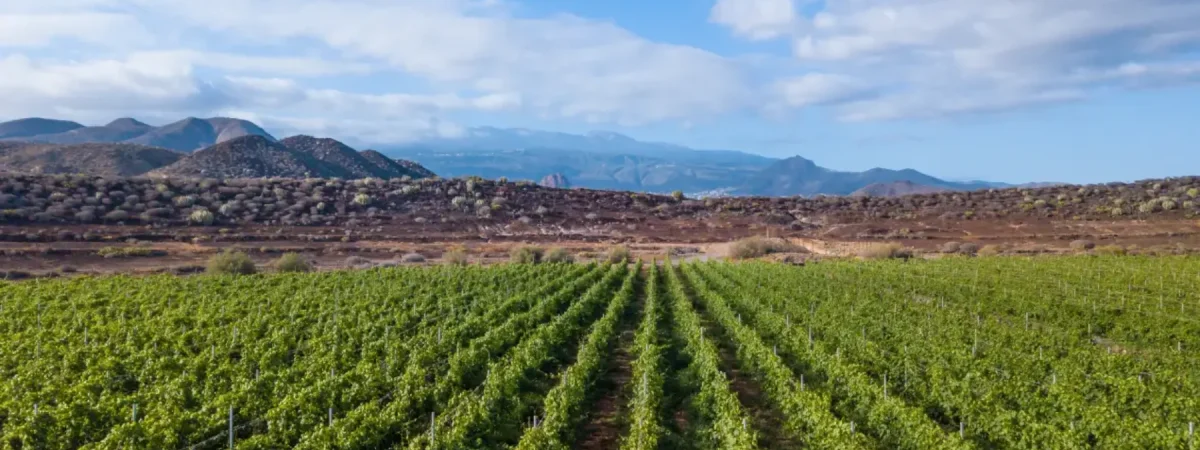 vinevos-tenerife